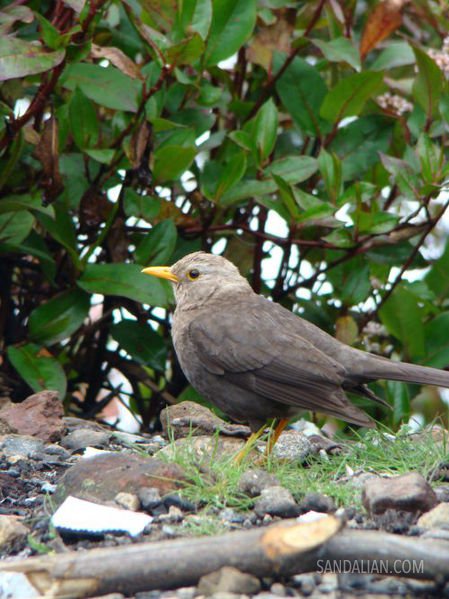 Island_thrush_(Turdus_poliocephalus)